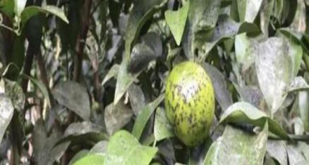 鳄梨煤烟病