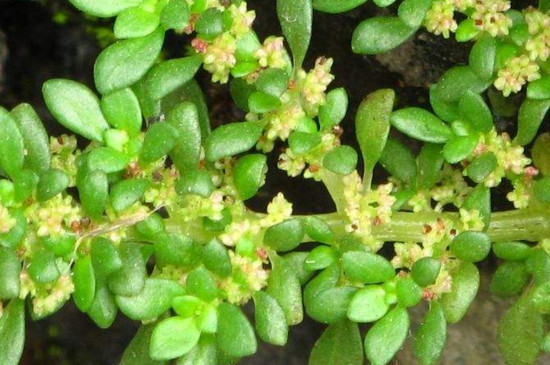 小叶冷水花植株