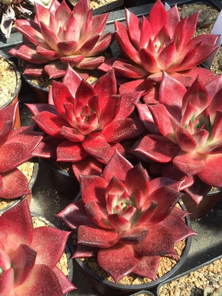 E.agavoides&amp;#39;RomeoRubin&amp;#39;(鲁宾)