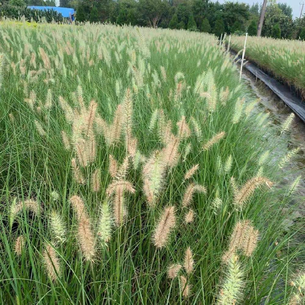 铺地狼尾草