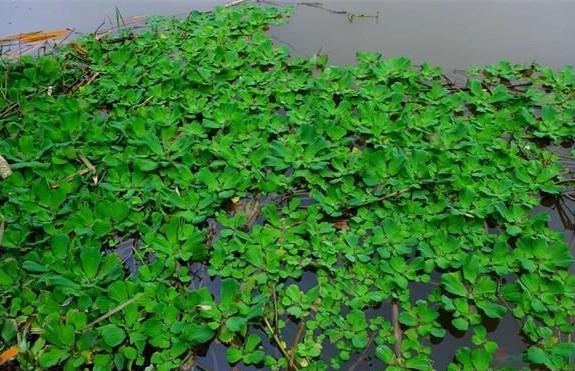 大薸