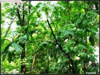 天师栗