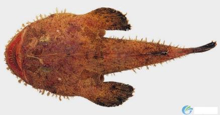 黄鮟鱇（Lophius litulon）