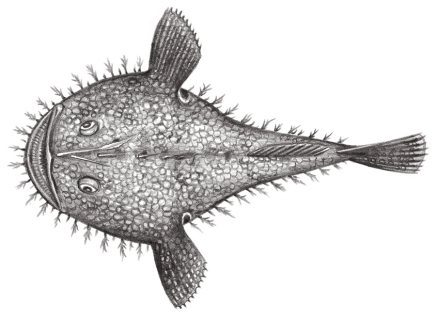 黄鮟鱇（Lophius litulon）