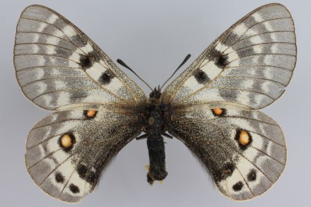 翠雀绢蝶♀背面