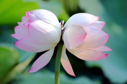 并蒂莲花
