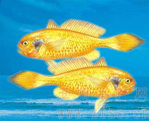 黑鳃梅童鱼