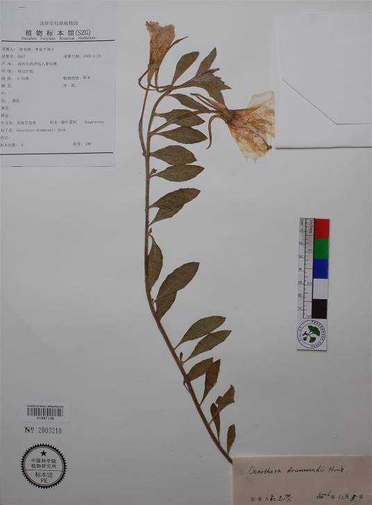海滨月见草