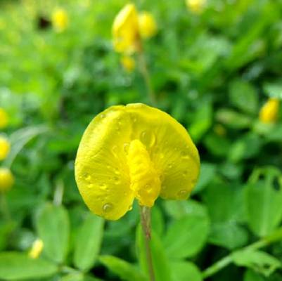 蔓花生