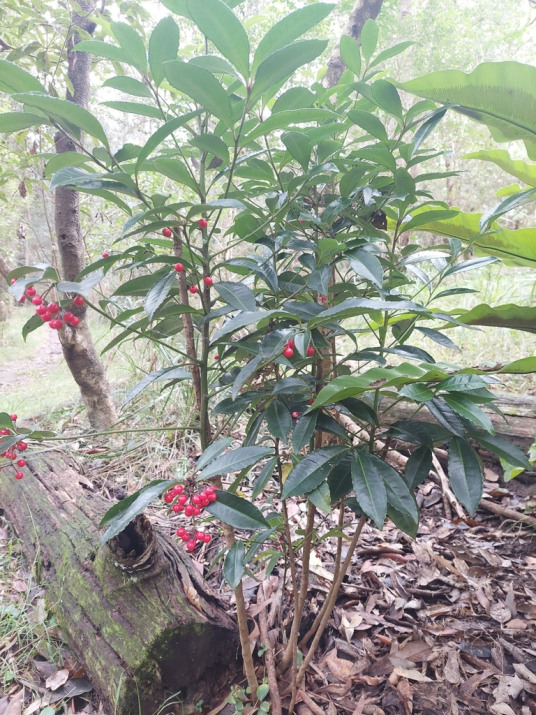 朱砂根