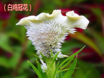 白鸡冠花