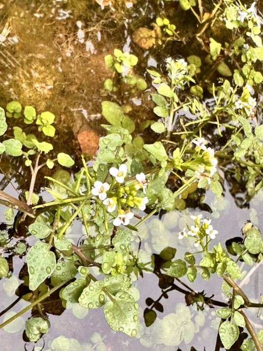 豆瓣菜