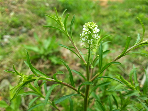 家独行菜
