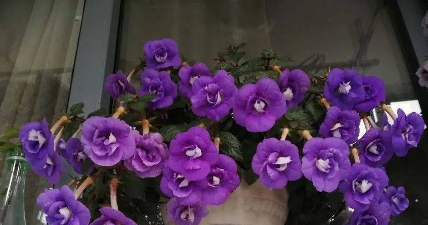 长筒花