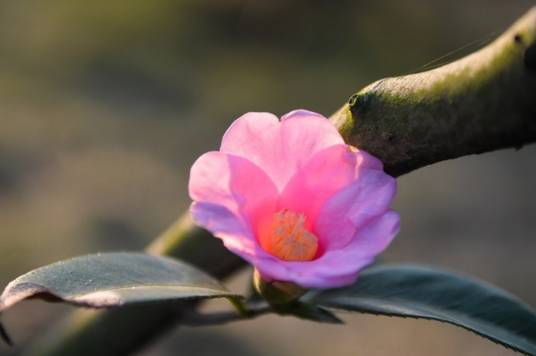 冬红山茶