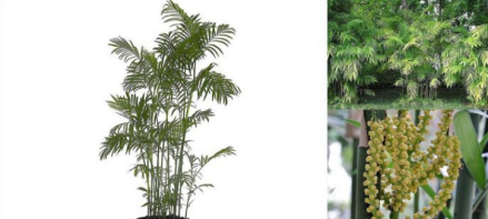 玲珑竹节椰