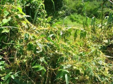 菟丝子缠绕于寄主植物体上