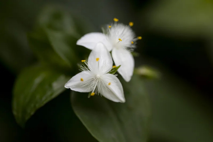 白花紫露草