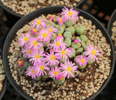 生石花