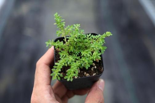 小叶冷水花植株