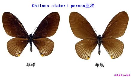 臀珠斑凤蝶(亚种4)