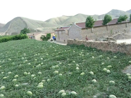 靖远旱砂西瓜种植基地