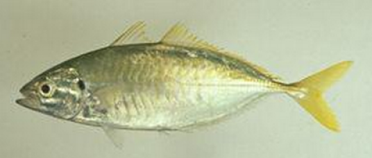 黑鳍叶鲹