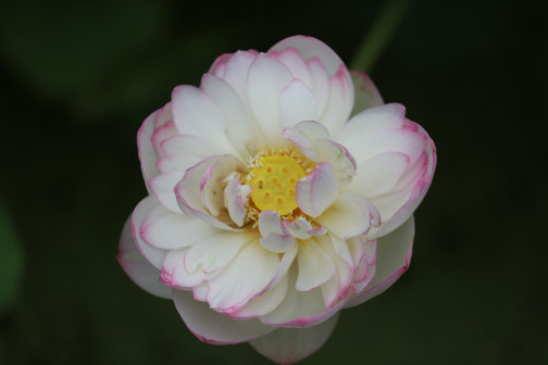 莲-花