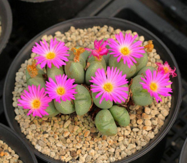 生石花