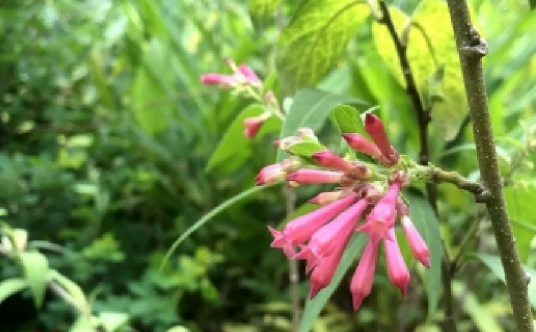毛茎夜香树