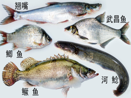 清流溪鱼养殖品种图