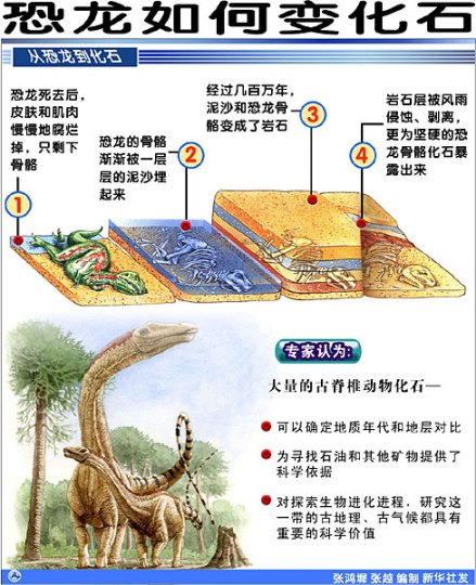 恐龙变成化石过程