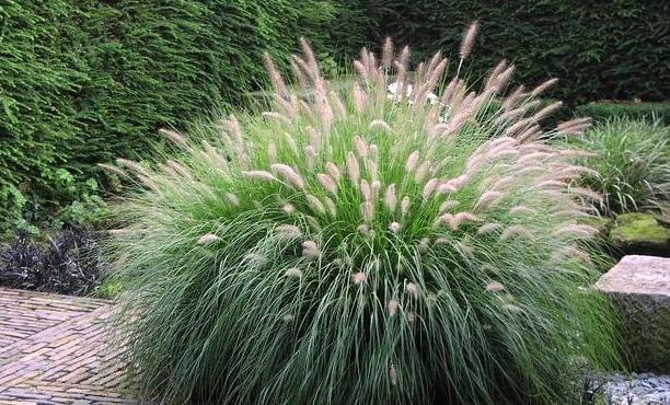铺地狼尾草