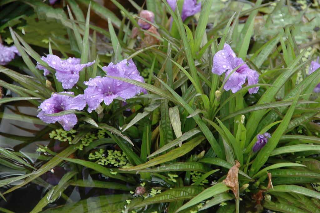 蓝花草