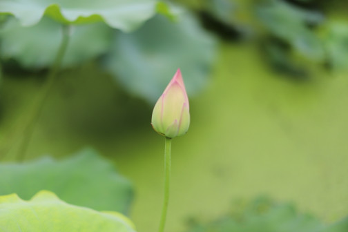 莲-苞