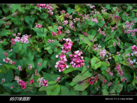 甜荞