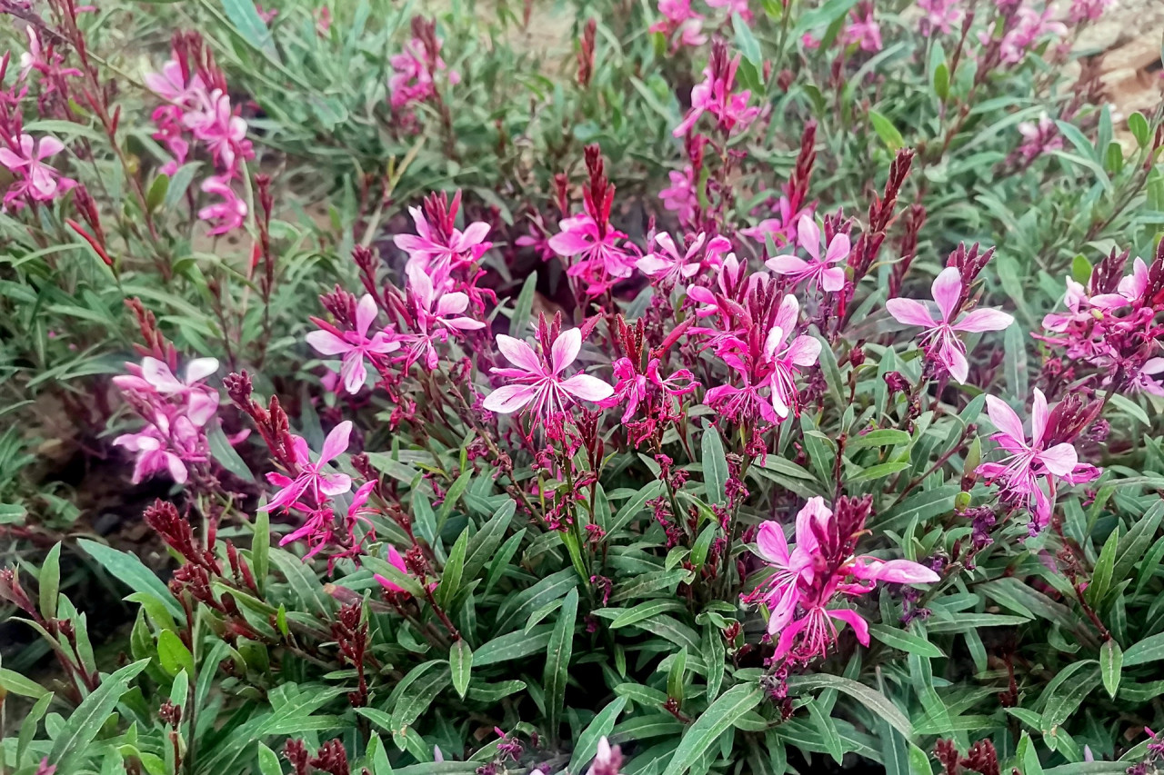 山桃草