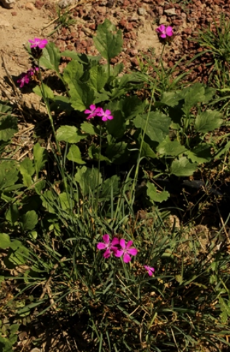 紫花石竹