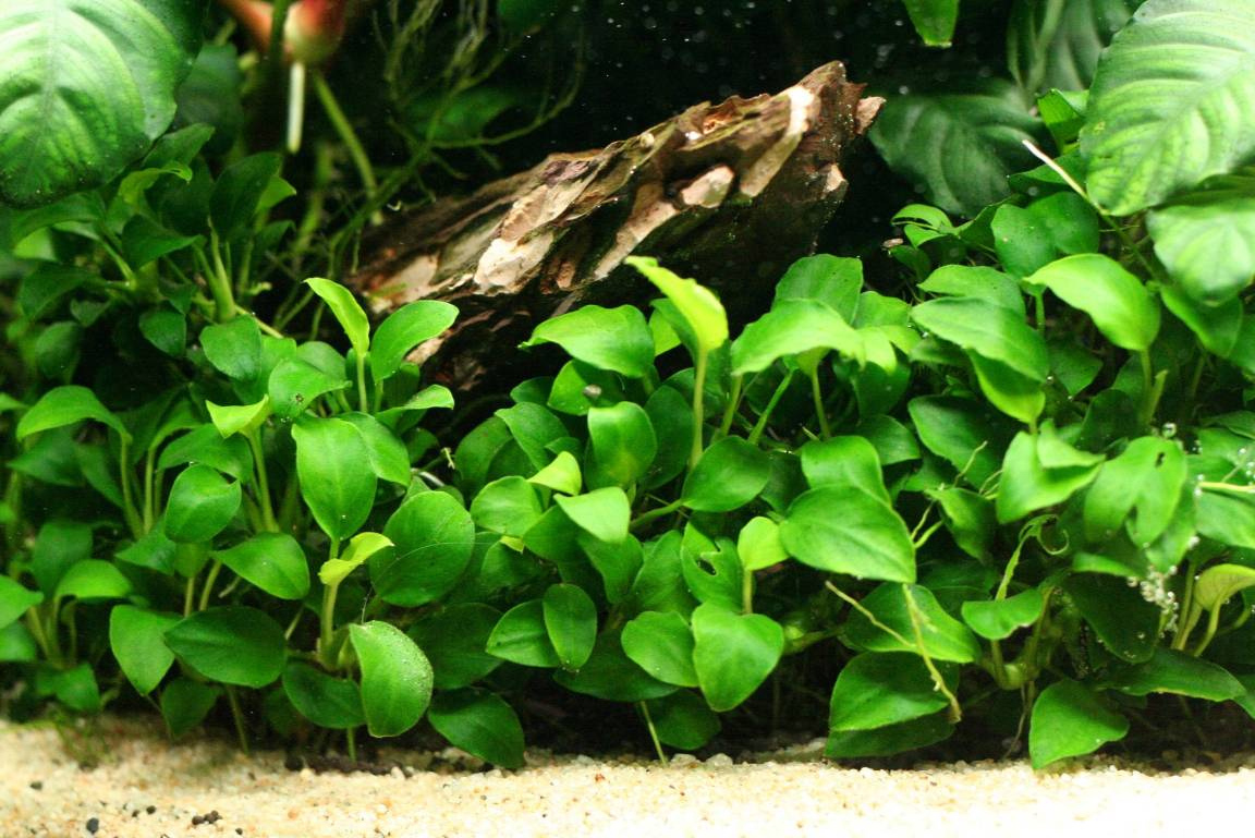 水榕