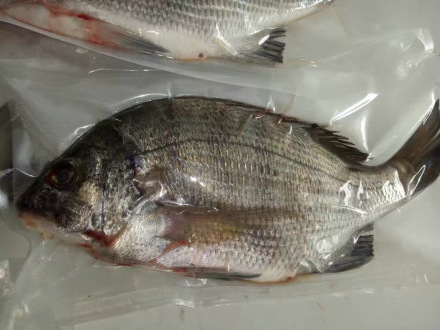海鲫