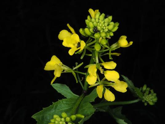 新疆白芥