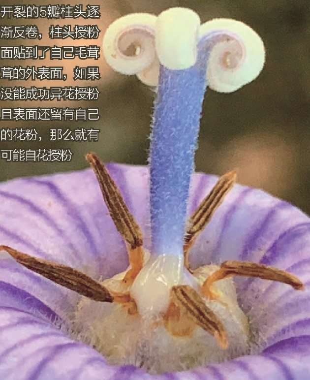 桔梗花