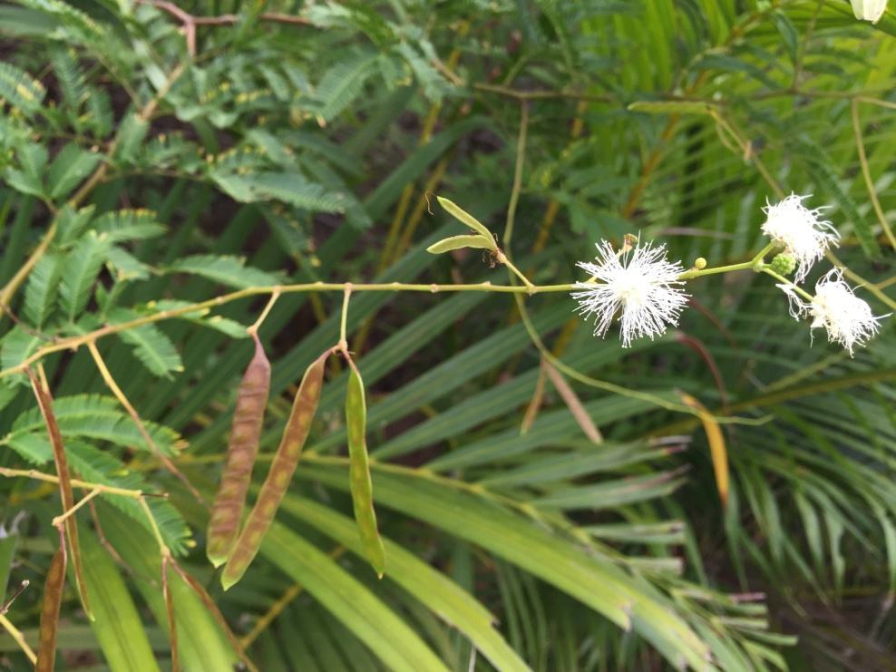 光荚含羞草