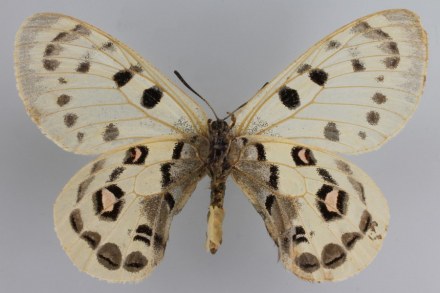 四川绢蝶♀腹面