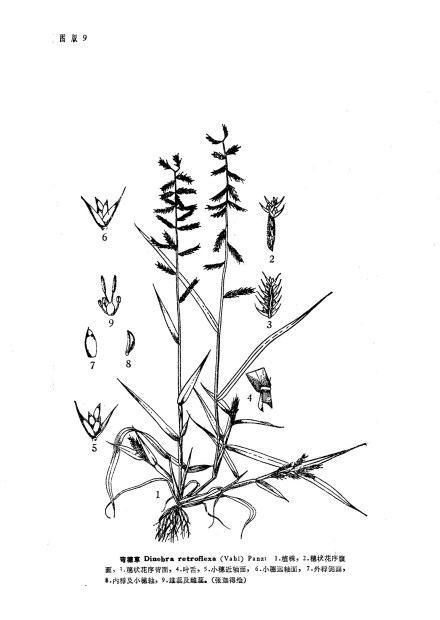 弯穗草线稿图 