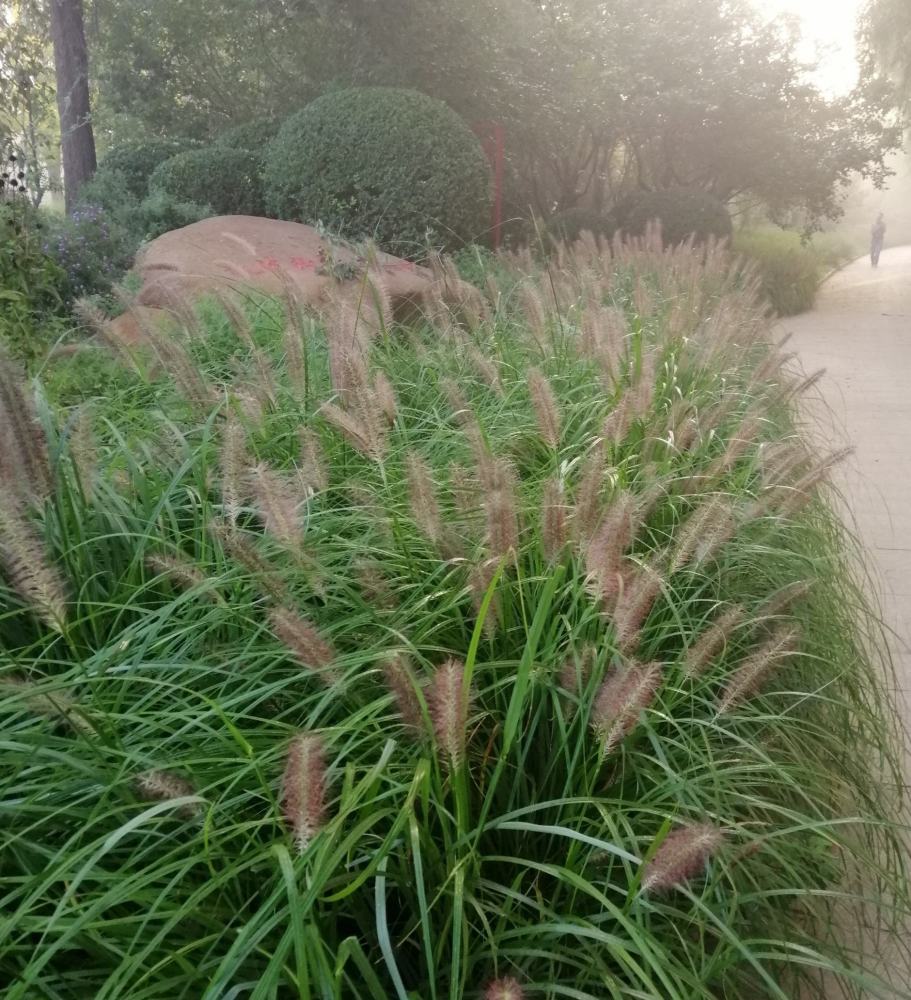铺地狼尾草