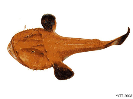 黄鮟鱇（Lophius litulon）