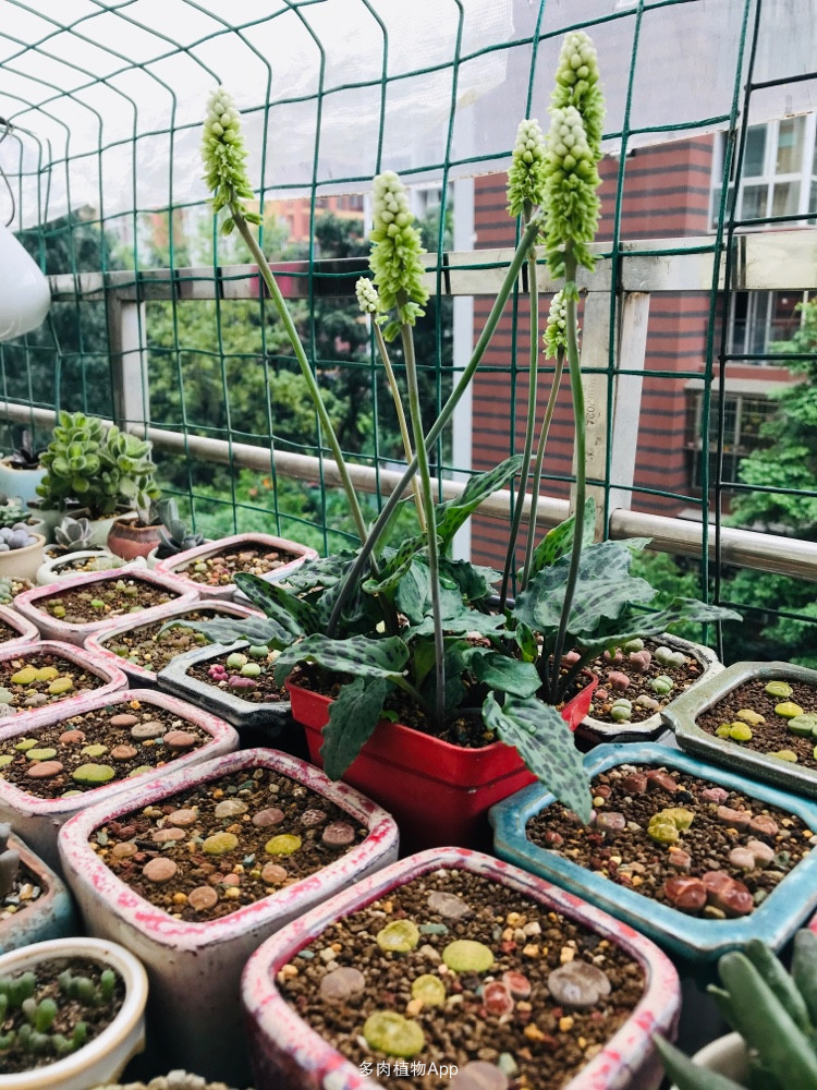 阔叶油点百合