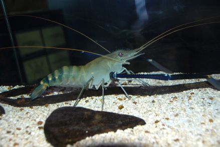 罗氏沼虾