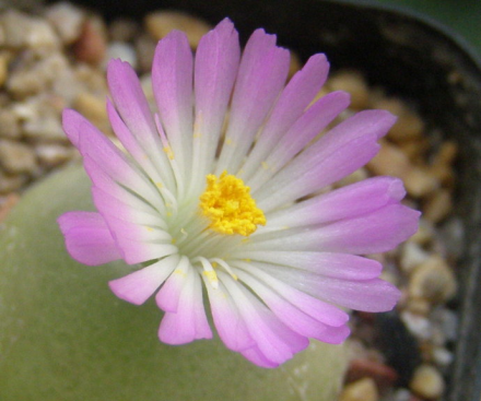 灯泡开花